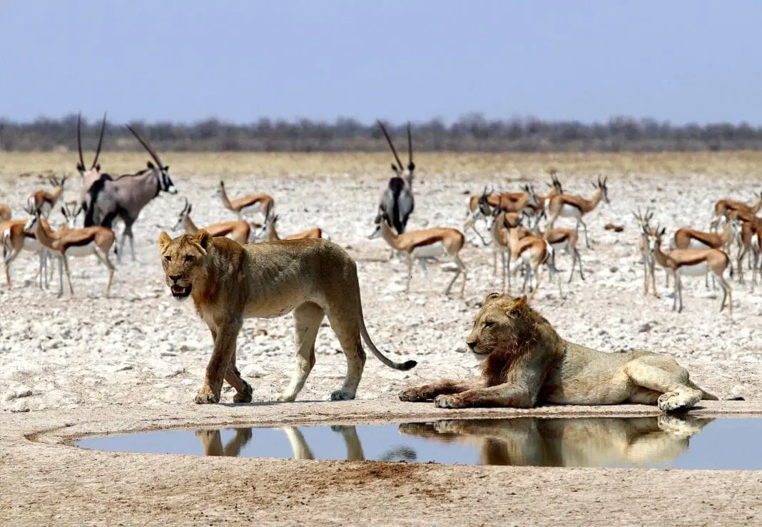 Namibia safari route including Etosha, Zambezi and Chobe